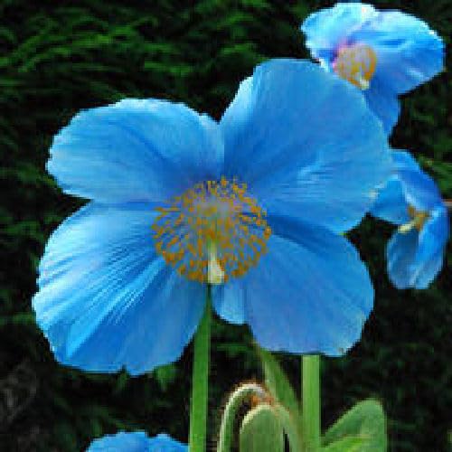 Viridis Hortus - Meconopsis Baileyi Shades of Blue - 25 Perennial Flowers Seeds