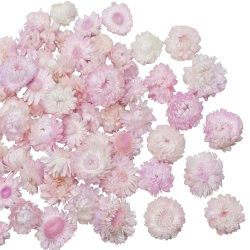CITYES 60 Pcs Natural Dried Daisy Flowers Heads...