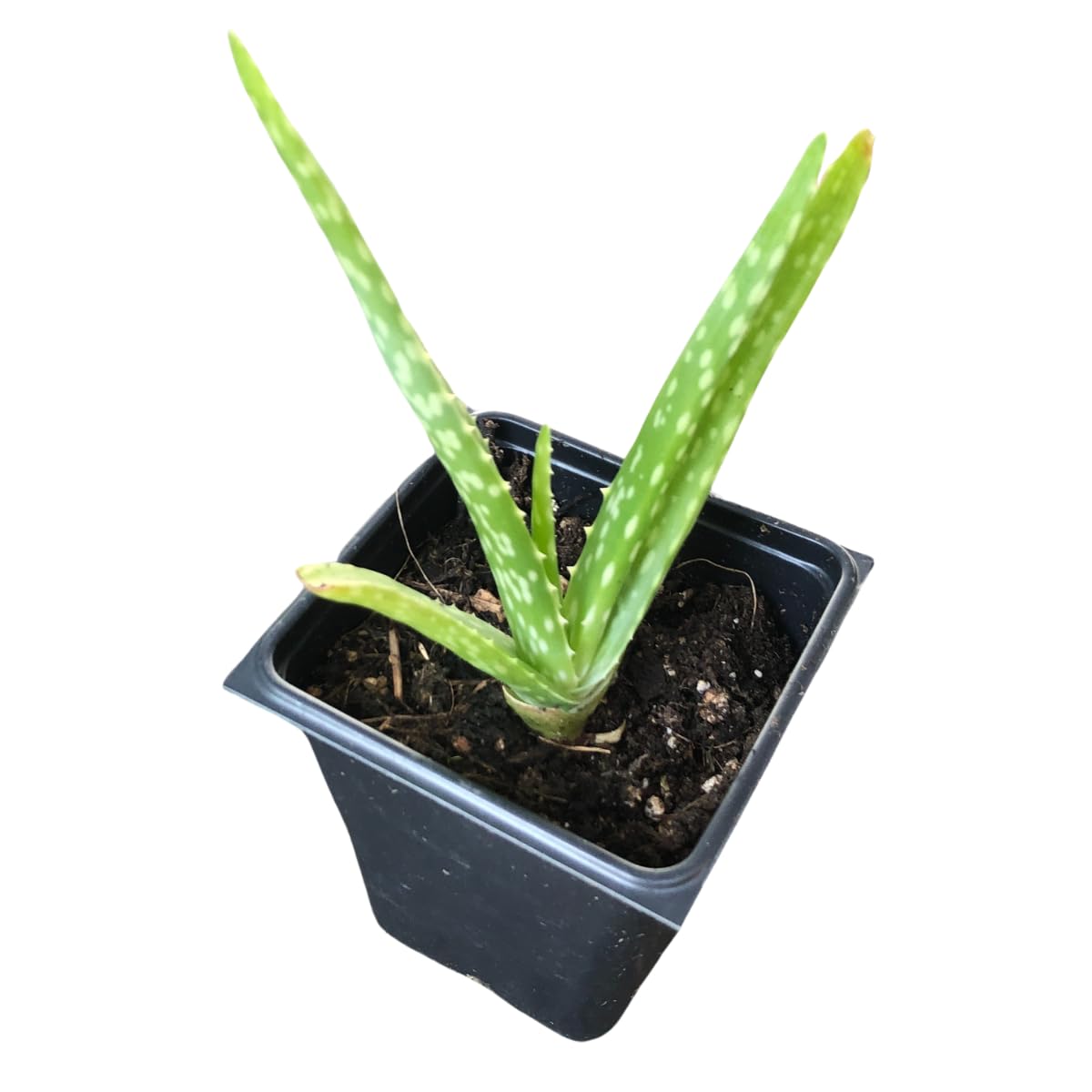 Live Aloe Plant (Aloe barbadensis Miller, Aloe Vera) in 2.5 inch Pot
