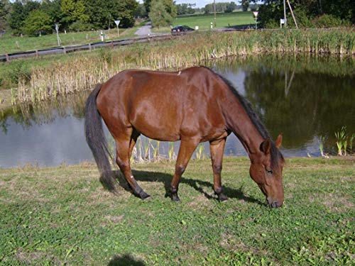 Leckerlies Kräuter und Karotten in Einer 10 kg-Packung, 2 Sorten Leckerlies für Pferde, Ponys, Belohnungsfutter in der Geschmacksrichtung Karotte und Kräuter,