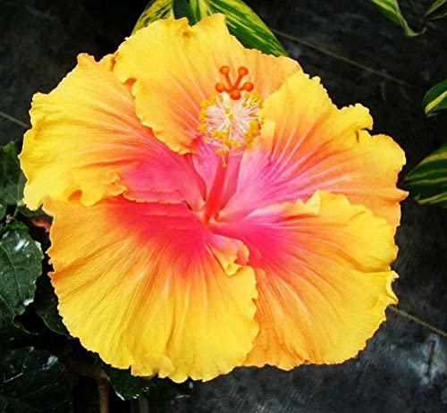 Hibiscus Mix 100+ Seeds Flowers Easy To Grow Planting For Outdoor Indoor #TOP2