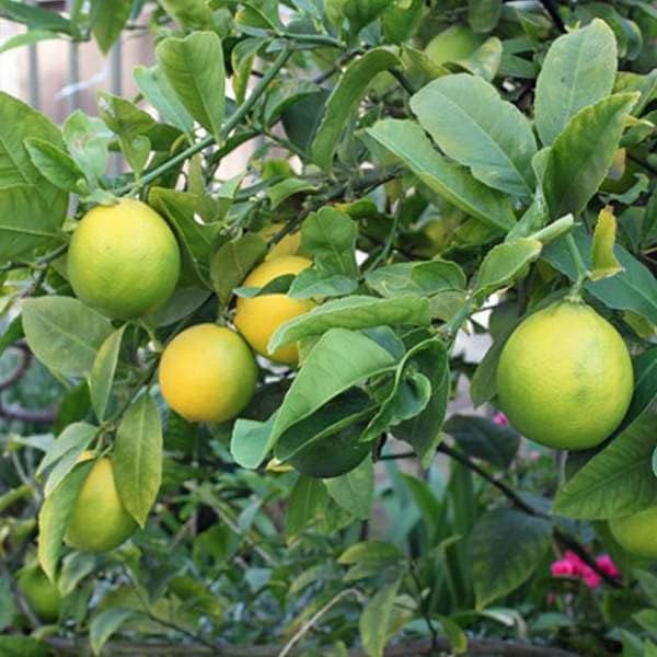 Image of Live Hybrid Kagzi Lemon Tree Plant | Grows Year-Round | Perfect for Home & Terrace Gardening