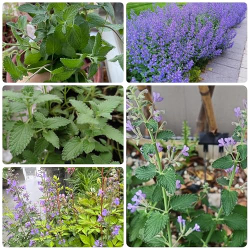 Semi di gatta, balcone con letto Semi di menta, Nepeta cataria, giardino sul balcone per giardino 300pcs