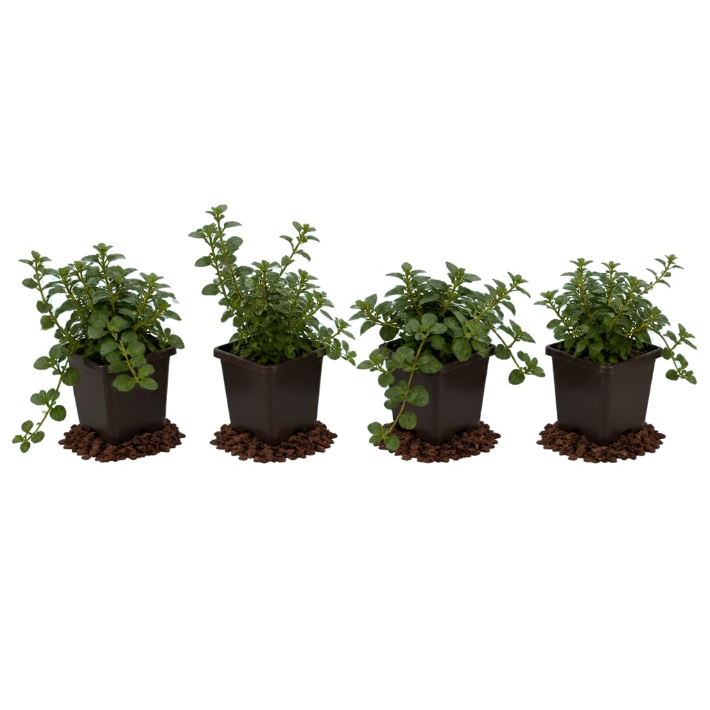 DECOALIVE Mentha Piperita - Grupo de 4 Plantas, Menta, 25-30 cm de Altura - de Uso Culinario