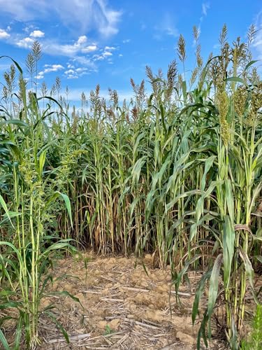 Whitetail Hill Hideaway Food Plot Seed Mix for Deer, 1/3 Acre, Sorghum and Millet, Dense Screen Up to 12ft Tall, Hide Your Plots for Stand Access, Provides Security to Use Your Plots During Daylight