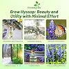 Outsidepride Blue Hyssop Seeds for Planting - 1000 Pcs Perennial Herb Garden Seeds with Fragrant Blooms Attractive to Pollinators, for Small Gardens, Containers, Xeriscaping
