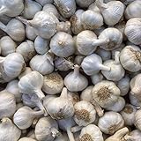 Pflanzknoblauch weiß Steckknoblauch Knoblauch (1 Kg)