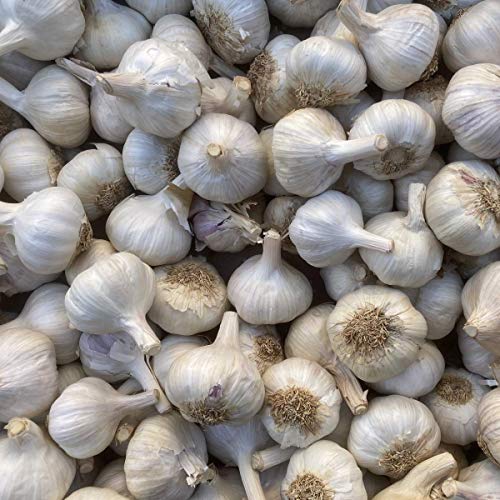 Pflanzknoblauch weiß Steckknoblauch Knoblauch (1 Kg)