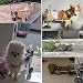 CHZDPP Hunde-Rollstuhl Leichte Hunderäder für Hinterbeine, Hunderollstuhl für gelähmte Hinterbeine, Kleine/mittlere Hunderollstühle für 5 10 15 20 lbs(XXS)