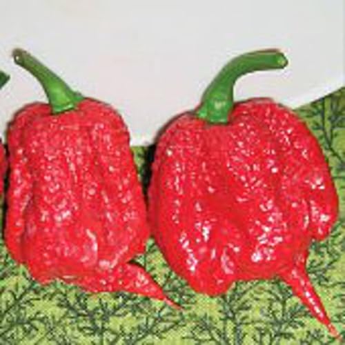 Carolina Reaper Hot Peppers (Red) World's Hottest Pepper Seeds (45 Seeds)
