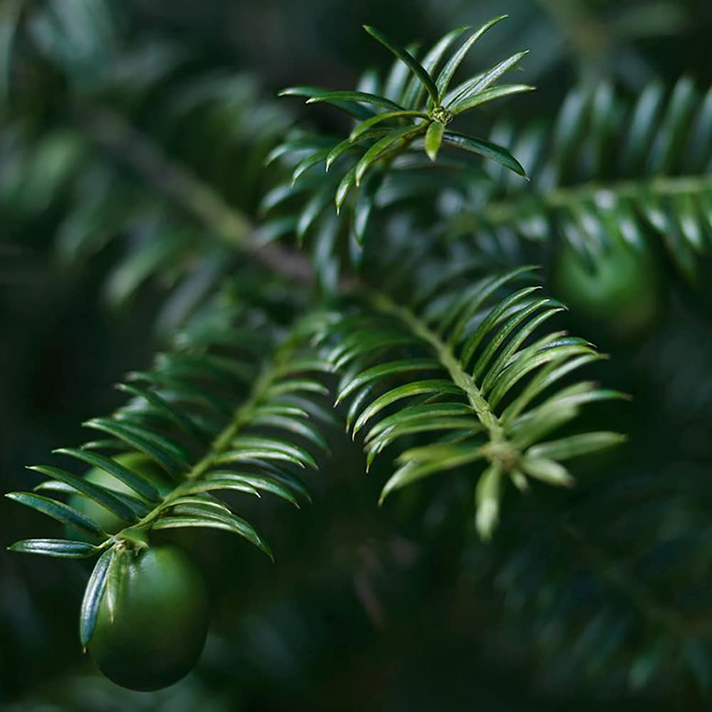 innisfree Clarifying Cleansing Gel with Bija Seed Oil Face Cleanser : Beauty & Personal Care