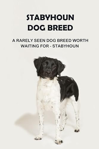 Stabyhoun Dog Breed: A Rarely Seen Dog Breed Worth Waiting