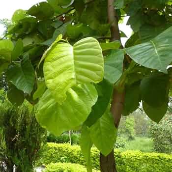 GoGreen Sal Tree, Plant Shorea robusta - Plant Garden Live