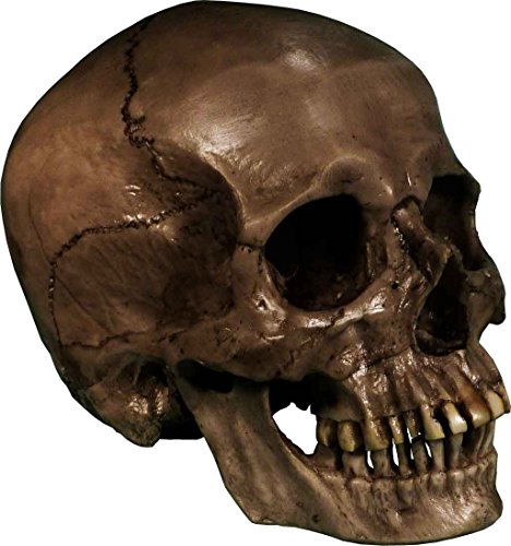 Authentic Life Size Replica Aged Relic Human Skull Reproduction in Crypt Dust Grey Color #3020-3093, by Nose Desserts