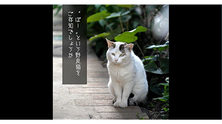 やさしい猫　サイン本4冊セット やさしい猫 サイン本4冊セット 1d3ac0fa961e9b5fac65cc7208218e