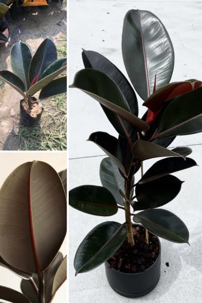 Image of Live Rubber Plant (pack of 1) Air Purifying Indoor(Ficus elastica) Houseplant, Elegant Dark Green Leaves Stylish Broad-Leaf Air Purifying Plant for Home Office, Bedroom & Workspace With pot