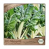 Samenliebe BIO Mangold Samen Da Costa Bianca Stielmangold Krautstiel grün weiß 200 Samen samenfestes Gemüse Saatgut für Gewächshaus Freiland und Balkon BIO Gemüsesamen