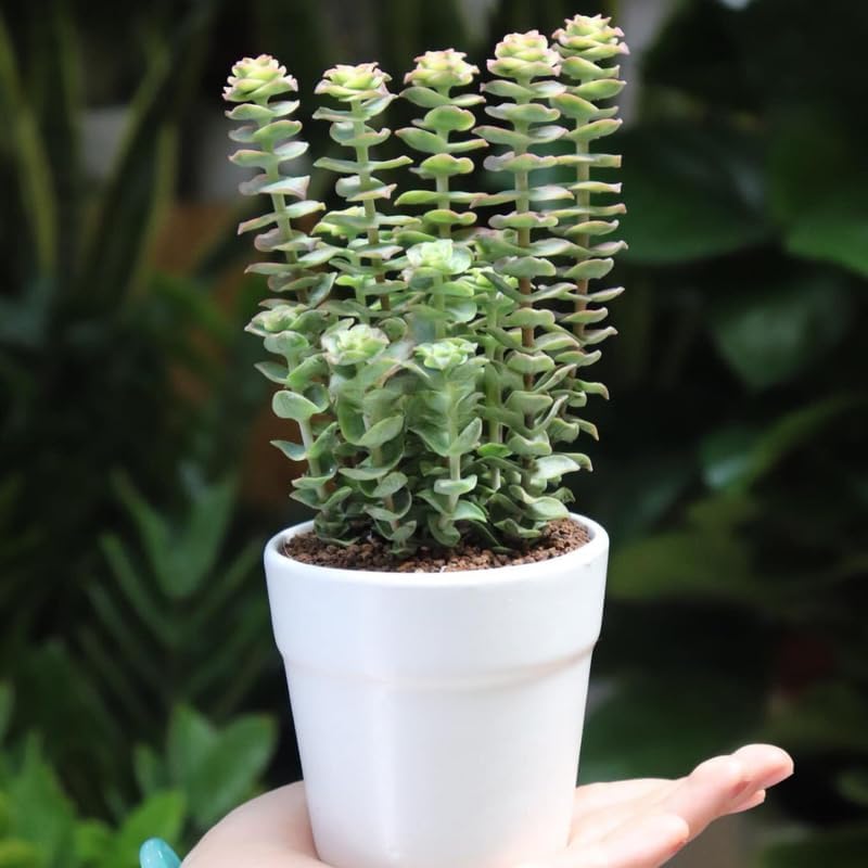 Miniatura 5 de Crassula - Collar de planta viva para bebé en maceta de 2 pulgadas, suculenta rara, cadena de botones vivos para suculentas, planta de interior rara
