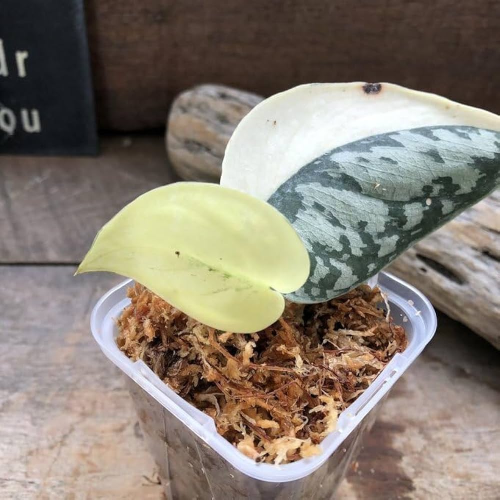 Amazon|スキンダプサス マヤリ斑入りScindapsus Pictus variegata Amazon|スキンダプサス マヤリ斑入りScindapsus Pictus variegata