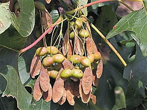 100 semillas de árbol de arce de azúcar