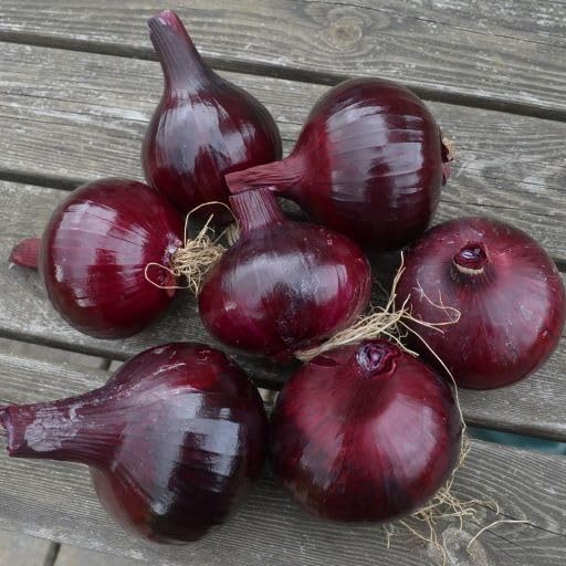 Red Baron Onion Sets - 500g Pack (60-70 Bulbs) Premium Red Onions for Spring Planting. EXTRA LARGE SETS 21/24mm Grow Your Own, Ready To Plant. Certified Onions & Shallots, by Patch Seed