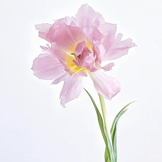 5pcs Pink Tulip Bulbs Garden Flower Bulbs Planted in Courtyard Attract Attention of Passersby Get Praise DIY Home Garden Decor