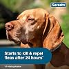 Collar antipulgas y garrapatas Seresto para perros grandes, recomendado por veterinarios, para perros de más de 18 lb, paquete de 2 6