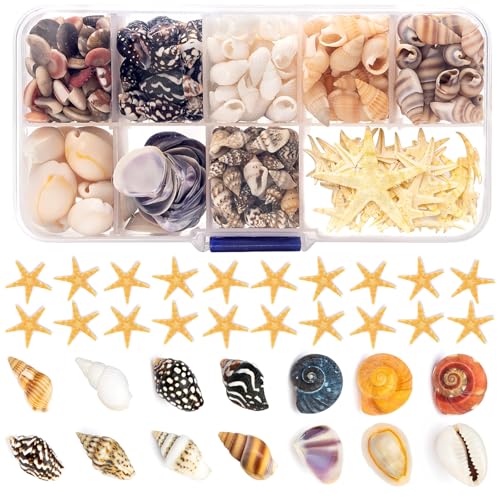 9 Tipos de pequenas conchas e estrelas do mar - 300 unidades para decoração artesanal, mosaicos e decoração de casa