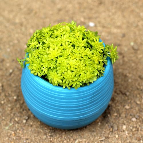 200 piezas Semillas resistentes a cultivos de piedra - Sedum acre - Plantas en macetas resistentes, jardín de flores. planta de cultivo de piedra cactus, semillas de bonsái suculentas,