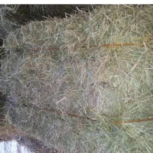 2kg de Feno Tifton Alimento Para Roedores