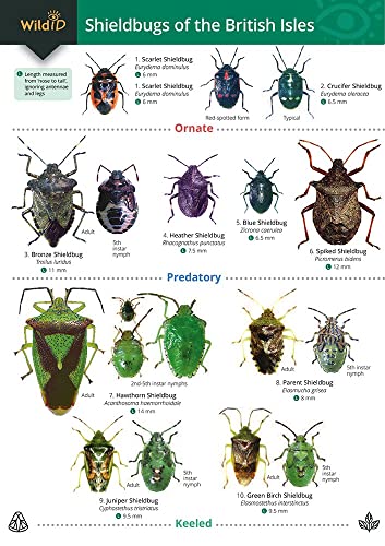 Guide To Shieldbugs Of The British Isles