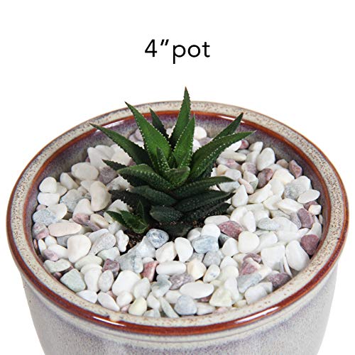 Decorative Pebbles For Plants And Vases - White Rocks With Red, Green, And Blue Pastel Accents - 2.5 Lbs Natural Stone Top Dressing For Potted Plants And Succulents - 1/5" To 3/8" Size (5-10 Mm) #TOP4