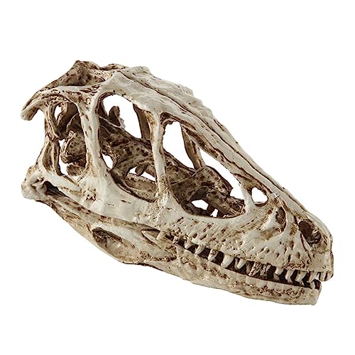 PLAFOPE Simulated Dinosaur Skull Model Realistic Skeleton Figurine for Home Decor Teaching and Collecting Present for Science Enthusiasts