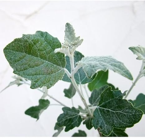 Amazon Co Jp ギンドロ シルバーポプルス ホワイトポプラ 6号ポット 樹高1 4 1 6m 葉裏が銀白色の美樹 ポプラの仲間 ホーム キッチン