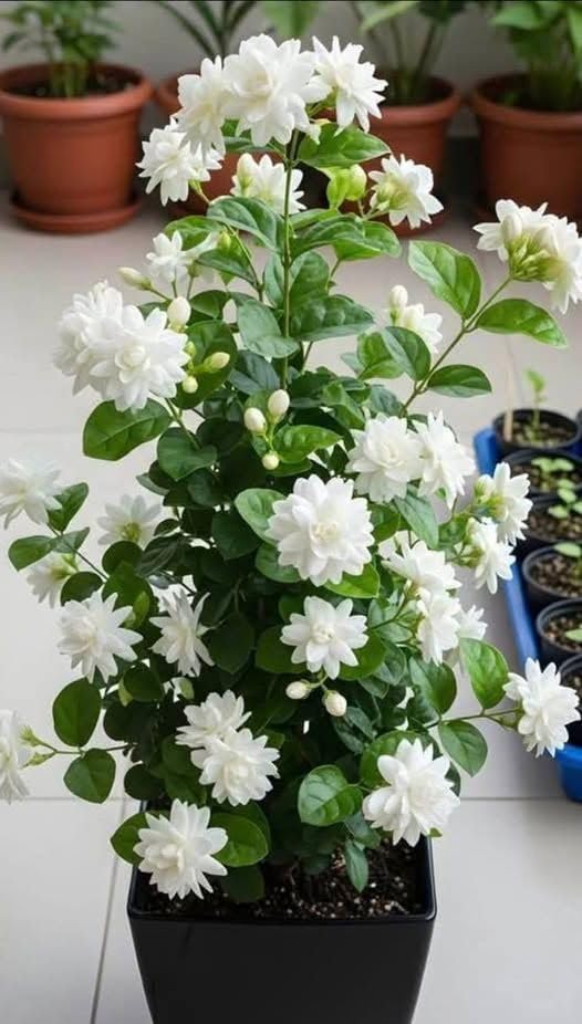 Greenery Nursery Highly Fragrant - All Seasons Hybrid Bel Flower ...