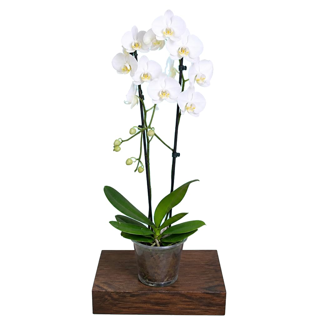 DECOALIVE Planta Phalaenopsis 2 Troncos Orquídea de Flor para Interior y Decoración Natural Maceta 12 cm Diámetro Altura 55-65 cm