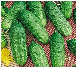 Cucumber Bushy ERA Seeds Vegetable Organic Juicy Ukraine 1 Gram