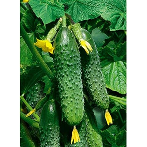 Petsdelite ® Vegetable Seeds Cucumber Masha F1 High-Yielding Hybrid Cover