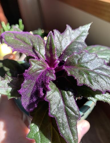Purple Passion Plant - Royal Velvet Plant - 2 Live Starter Plants in 2 Inch Pots - Gynura Aurantica - Rare Indoor Houseplant