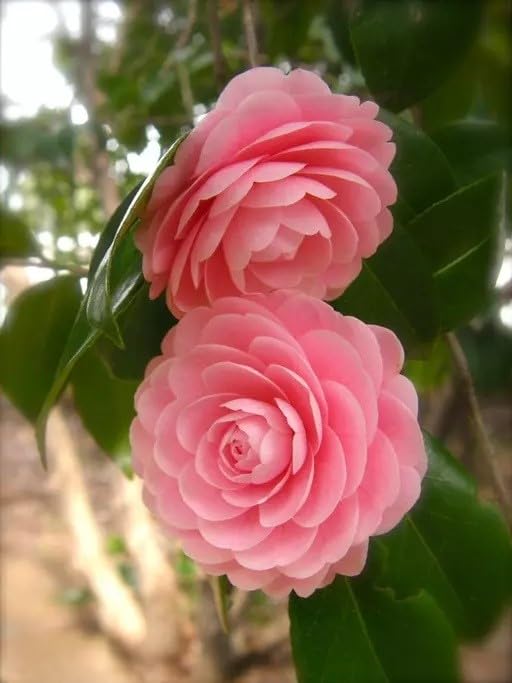 Image of Camellia Pink Perfection flower Live Plant Rare Hybrid (Plant Height 1.5-2.5 Feet) Live Flower Plant for Home garden Indoor Outdoor Shrubs Tree