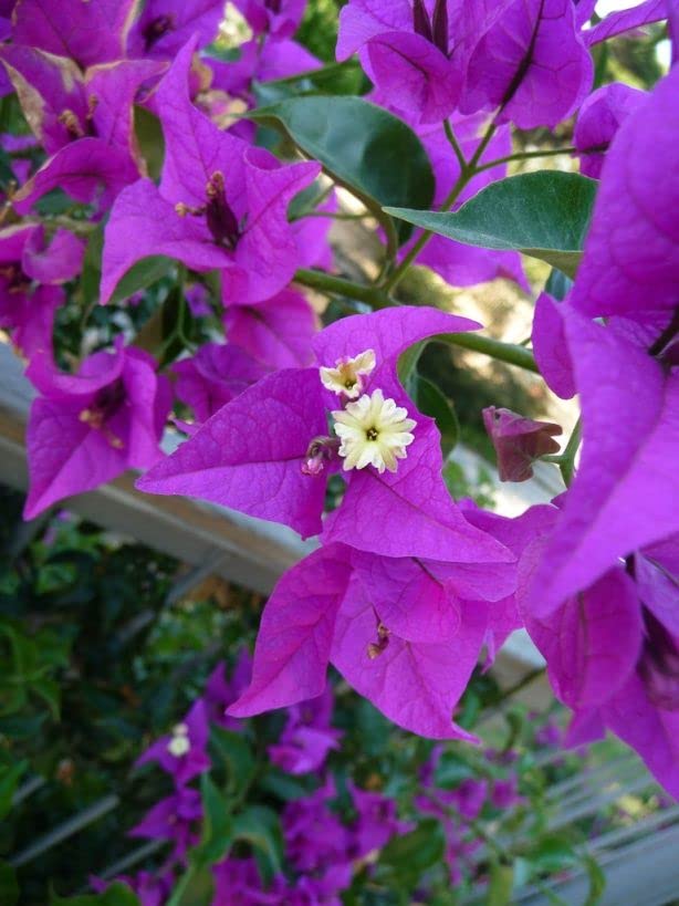 Beautiful Bougainvillea Flower (Violet/Purple) Kagoj Ful Live Plant Original Variety (B0BKGTH3N7) Amazon Price History, Amazon Price Tracker