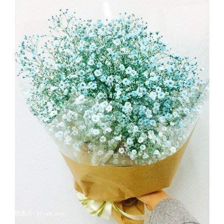 50+ Evening Stock Matthiola Hot Cakes Flower seeds Mix/Reseeding Annual