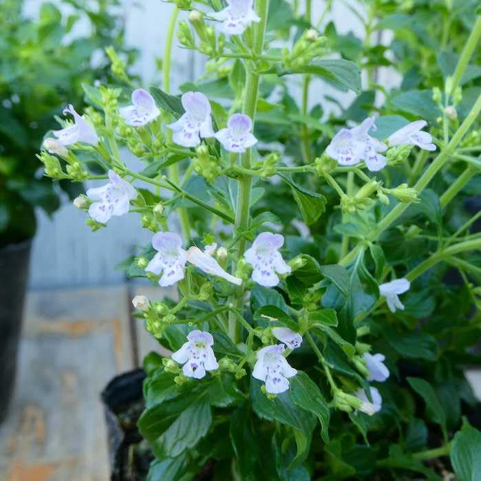 カラミンサ苗 【公式通販】