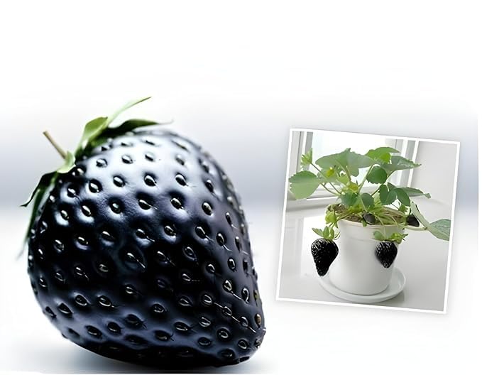 Green view Black Strawberry Fruit Plant Hybrid Imported 1 Healthy Live Super Yielding Early Fruit Plant 8 Inch Height in Nursery Grow Bag for Home Garden (B0CY9Q2X2G) Amazon Price History, Amazon Price Tracker