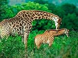 h&m giraffe home @Grands cadeaux: de plus en plus de gens sont plus disposés à choisir nos puzzles en bois comme cadeaux pour leurs proches, enfants, parents, parents, collègues, amis, que ce soit Noël, Thanksgiving, la Saint-Valentin ou un anniversaire, un anniversaire ou d'autres bons jours.