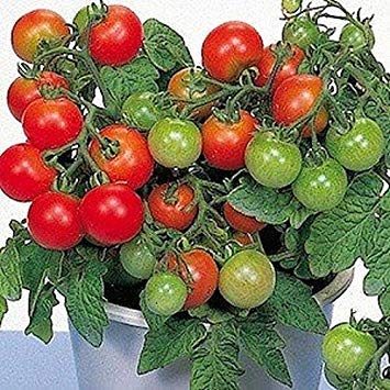 Patio Tomato (25 Seeds) F1 Hybrid- Patio Growing Space Saver