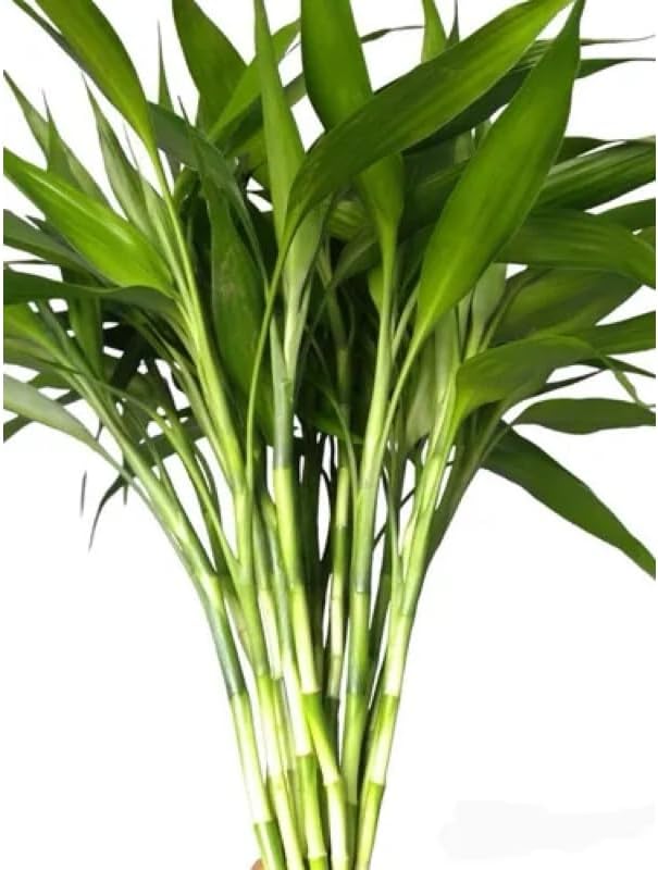 Inclui 3 Hastes De Bambu Da Sorte 30 Cm Cada E Hidrogel, Ideal Para Decorar...