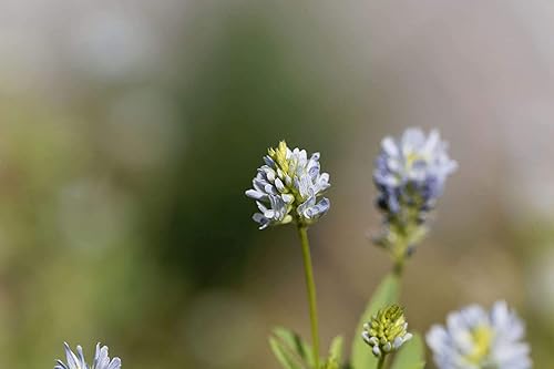 Miniatura 7 de Food to Live Polvo de fenogreco, 4 libras  Semillas de Methi molidas, Kosher, veganas, a granel. Rico en fibra dietética y hierro. Ideal para