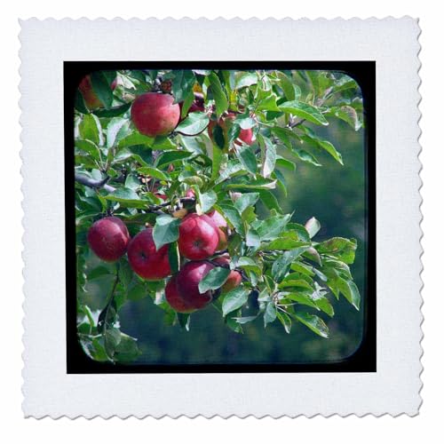 18x18 inch Quilt Square - Apples Photography