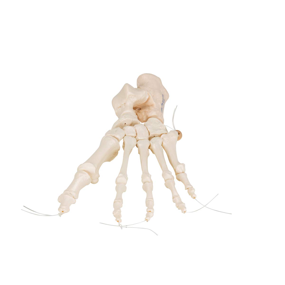 3B Scientific A30/2L, A30/2R Scheletro del Piede su Filo di Nylon, Non Fisso + software gratuito di anatomia - 3B Smart Anatomy
